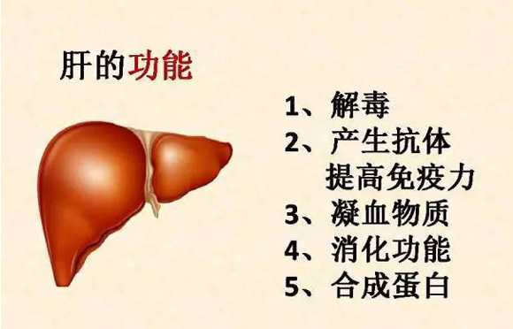 肝脏的作用有哪些，你知道么？